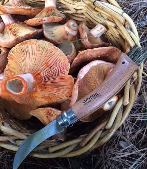 wild-mushrooming-bawbaw-shire